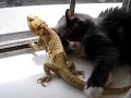 Puppet and Puff! (Cat loves Bearded Dragon)