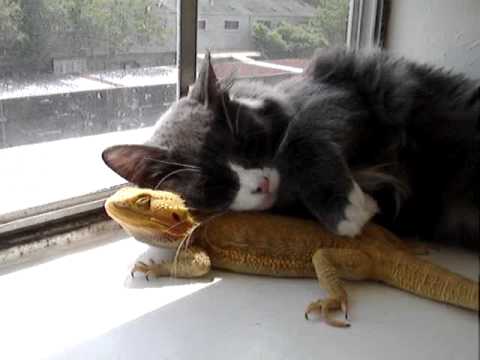 Puppet and Puff! (Cat loves Bearded Dragon)