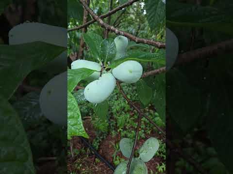 Pawpaw trees Loaded up #permaculture #garden #nature #gardening
