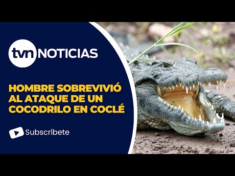 Hombre sobrevivió al ataque de un cocodrilo en Coclé