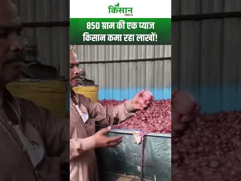 850 ग्राम की प्याज उगाई, देशभर में छा गए राधेश्याम परिहार!। Onion Farming Technology। MP News