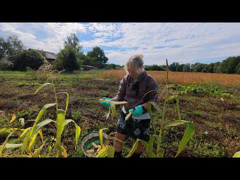 БІЗНЕС З ГОРОДУ 🥕 НЕ ВСЕ ПІШЛО ЗА ПЛАНОМ…