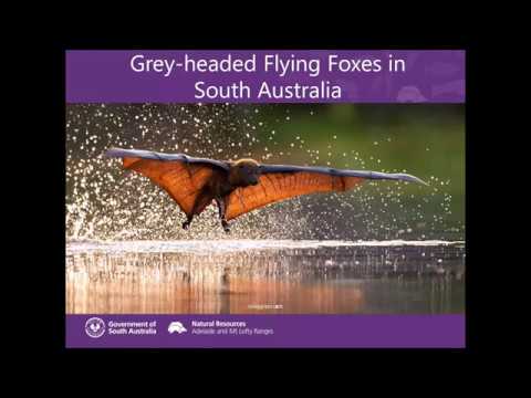 Flying Foxes in South Australia