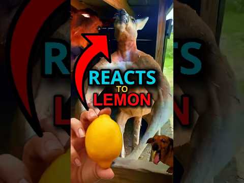 Animals React to Lemon