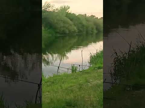 На що та де ми ловимо великого ляща , та іншу рибу . #fishing