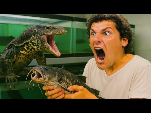 I Traded MONSTER FISH For DEADLY Reptiles! I Traded MONSTER FISH For DEADLY Reptiles! is a fun video where I give you guys a tour of the backbo
