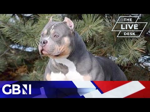 GB News Exclusive Poll: Brits back ban on "killer dog breed" American Bully XL
