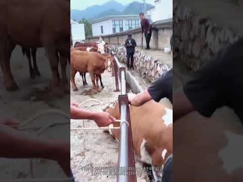 배수구에 빠진 <strong>소</strong> 구조 작전 — 사람 힘으로 일으켜 세우다! 🐂 #구조 #농장
