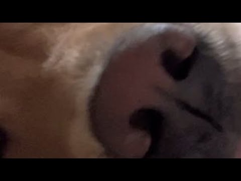 和你们不养狗的说不明白#金毛 #狗狗狗狗狗狗 #我和我的狗 #幸福具象化 #养狗人的幸福