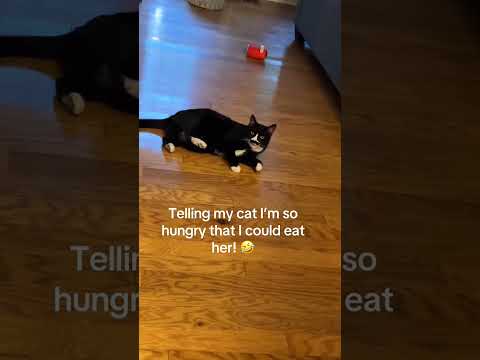 Part 68 #funny #cat#NewVideoAlert