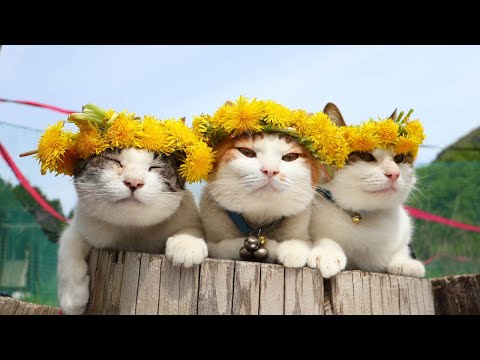 猫の動画サムネイル - たんぽぽ冠　のせ猫　250609