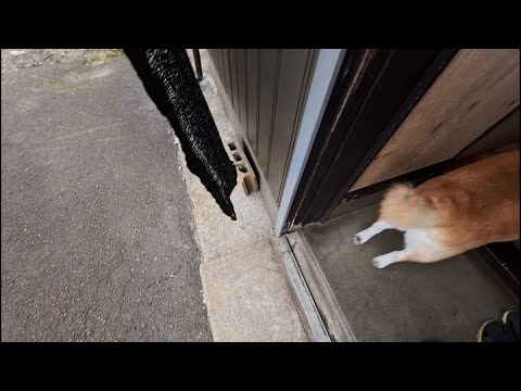 虫を追いかけて家に入りたがる柴犬モモさんの行動解説 サムネイル