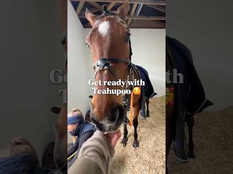 Get ready with Teahupoo before he raced in the Paddy Power Stayers’ Hurdle at Cheltenham 😍