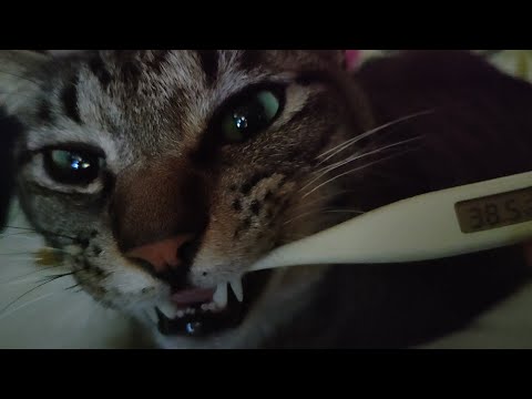 体温を測ってみたい猫ガーちゃん【リキちゃんねる　猫動画】 キジトラ 猫のいる暮らし