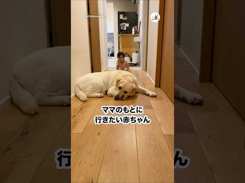 ラブラドールの優しさと飼い主への信頼のかわいらしい瞬間 サムネイル