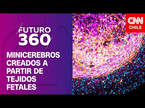 Minicerebros creados a partir de tejidos fetales | Bloque científico de Futuro 360