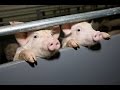 Свиноводство: Поточное производство свинины