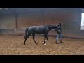 Dressage horse 2,5jarige ruin v.Dynamic Dream