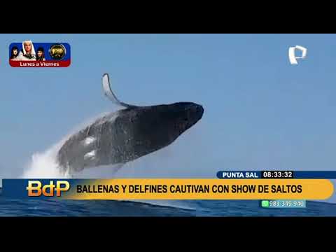 ballenas y delfines cautivan con show de saltos