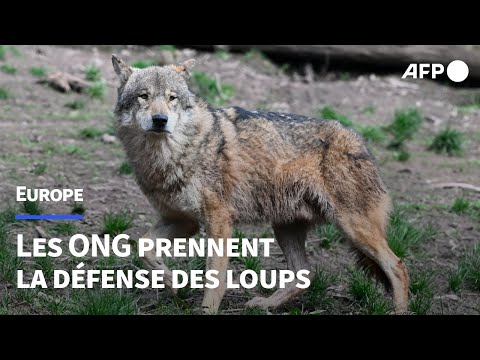 Loup : les ONG plaident pour maintenir le statut de protection dans l'UE | AFP