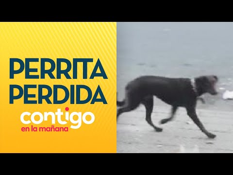 HUYÓ ASUSTADA: La búsqueda de perrita perdida tras choque en Santa Isabel - Contigo en La Mañana