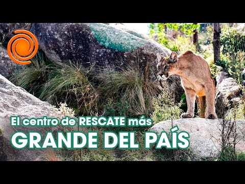 Caza de pumas en Santa Cruz: el dolor de una rescatista en Córdoba