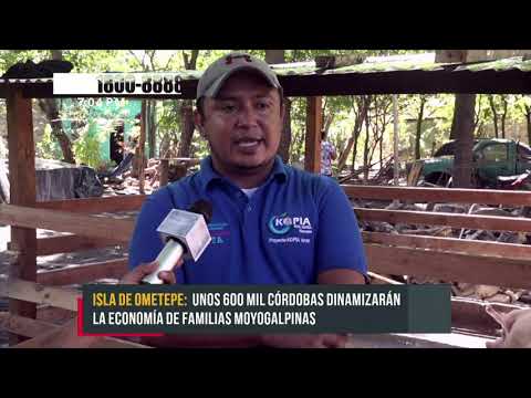 Ometepe: Programa de inseminación porcina garantiza unos 600 lechones - Nicaragua