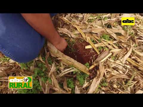 ABC Rural: Fertilización de base mejorando la biología del suelo