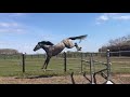 Конкурная лошадь Talentvol springpaard van 't zorgvliet (Chacoon Blue X Vagabond de la Pomme)