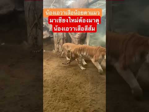 youtubeshortsน้องเอวาสวนสัตว