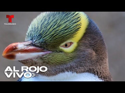 Pingüino apestoso gana ave del año en Nueva Zelanda