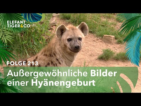 Kinder-Überraschung (Folge 213) | Elefant, Tiger & Co. | MDR
