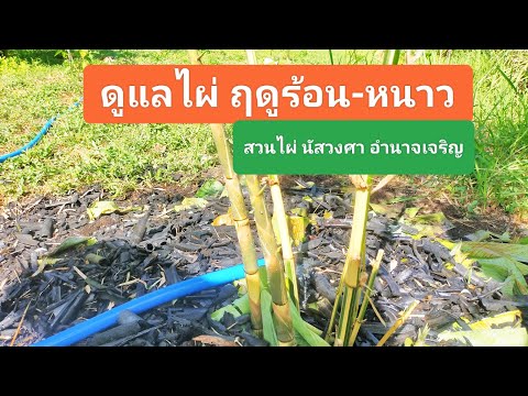 ดูแลไผ่ฤดูร้อน-หนาวให้โตเร็ว