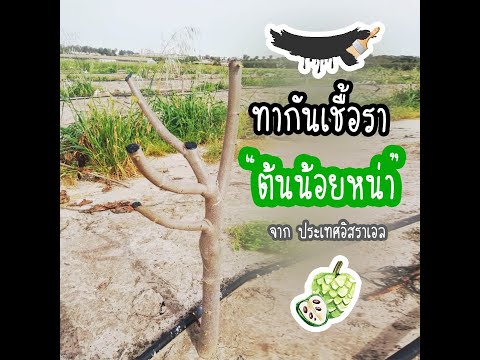 ทากันเชื้อราต้นน้อยหน่า ทากันเชื้อราต้นน้อยหน่า