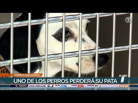 Perros heridos de bala están en condición delicada y requieren apoyo para recuperarse