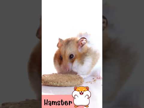 หนูแฮร์สเตอร์Hamsterเสียงหนู