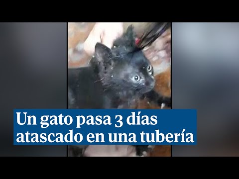 Complicado rescate a un gato que llevaba 3 días atrapado en una tubería