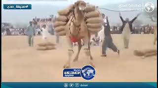 من اغرب التحديات في باكستان