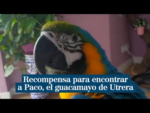 Ayuda para encontrar a Paco, el guacamayo más famoso de Utrera, que ha sido robado