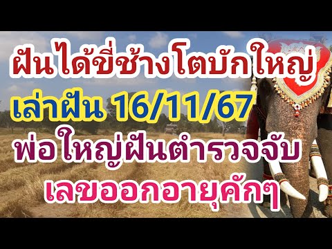 ฝันขี่ช้างโตบักใหญ่ๆเลขอายุอ