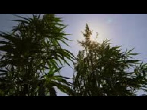 Legalising Lebanon's cannabis production could boost economy