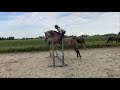 Show jumping horse Springpaard Freedom x keur,sport v. Burggraaf