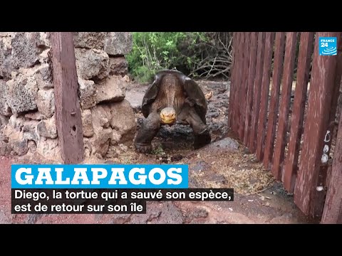 Galapagos : Diego, la tortue qui a sauve? son espe?ce, est de retour sur son i?le