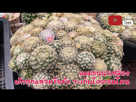 🌵แมมขนนกเหลือง-ฝักสุกแล้วหรือย 🌵แมมขนนกเหลือง-ฝักสุกแล้วหรือย