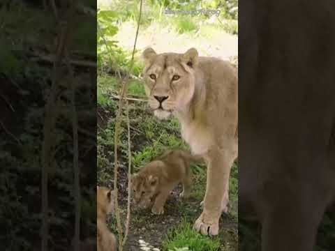 Lion cubs taking first steps at zoo