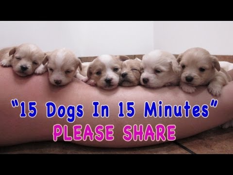 They Went to the Shelter to Rescue 6 Puppies - But Watch What Happens When They Get There