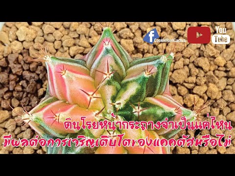 🌵ดินโรยหน้ากระถางจำเป็นแค่ไหน- 🌵ดินโรยหน้ากระถางจำเป็นแค่ไหน-