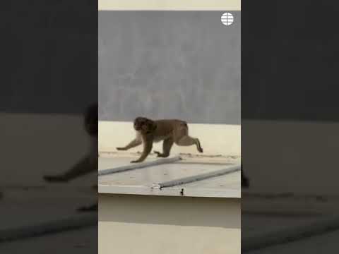 Un mono de Gibraltar se cuela en un instituto de La Línea