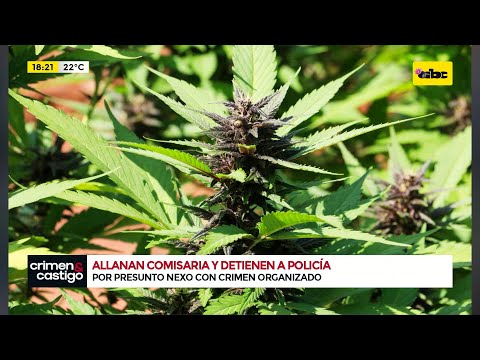 Policía detenido en allanamiento: estructura criminal producía marihuana “premium”