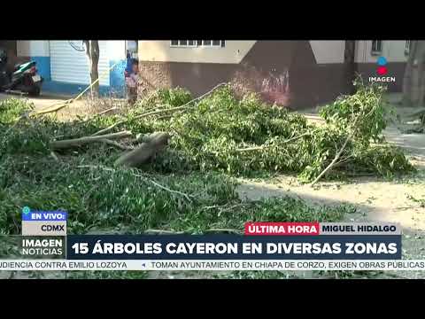 Quince árboles cayeron en diversas zonas de la alcaldía Miguel Hidalgo | DPC con Nacho Lozano